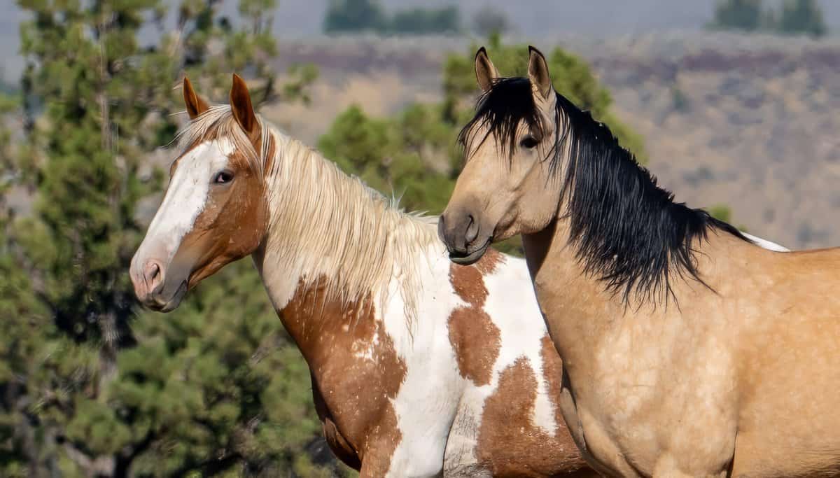 12 spannende Dinge, die du noch nicht über wilde Mustangs wusstest