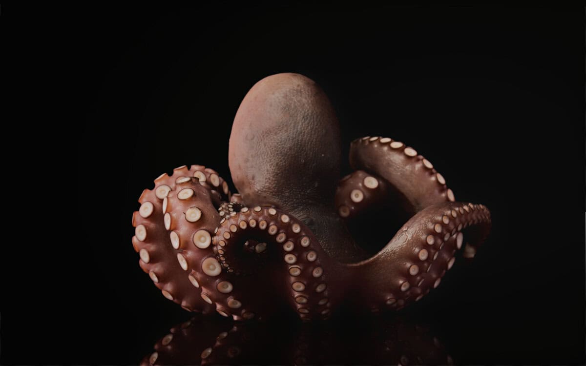 Wer hat Angst vor Haien? 16 Raubtiere im Ozean, die ihren Mann stehen