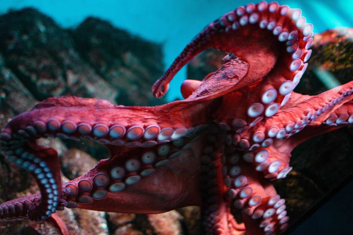 Tarnung wie ein Profi: Diese 7 Tiere wechseln ihre Farbe