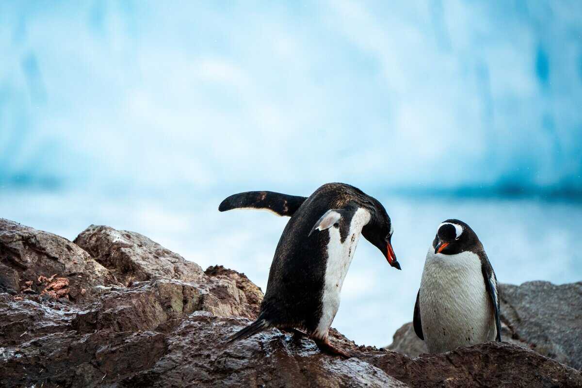 10 Bizarre Paarungsrituale von Tieren, die man gesehen haben muss, um sie zu glauben