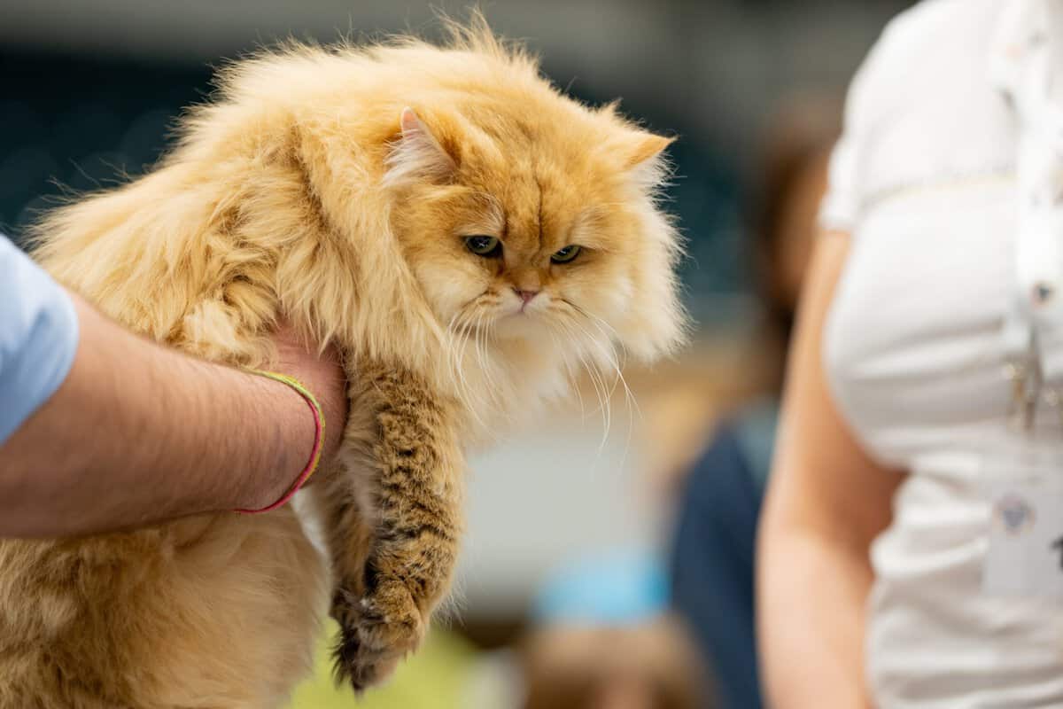 Top 10 Tiere, die so süß sind, dass man sie einfach knuddeln will