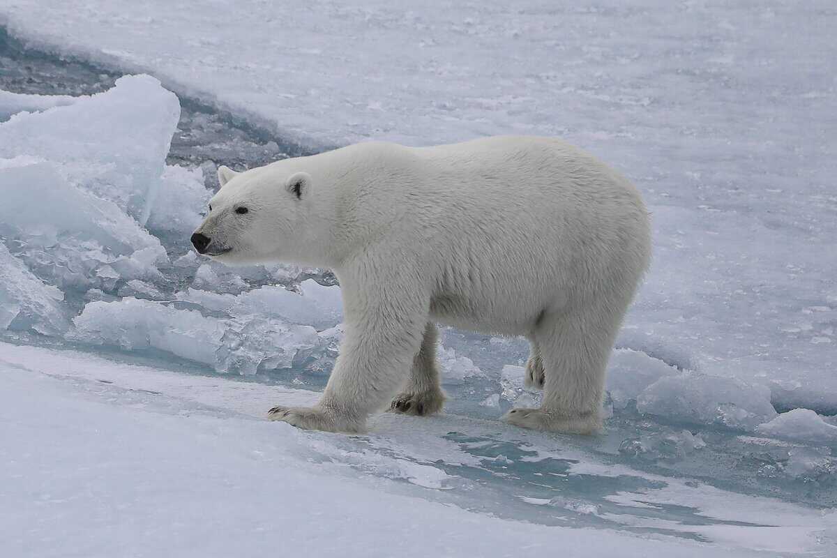 19 Unglaubliche Tiere in der Arktis, die Sie nirgendwo anders finden werden