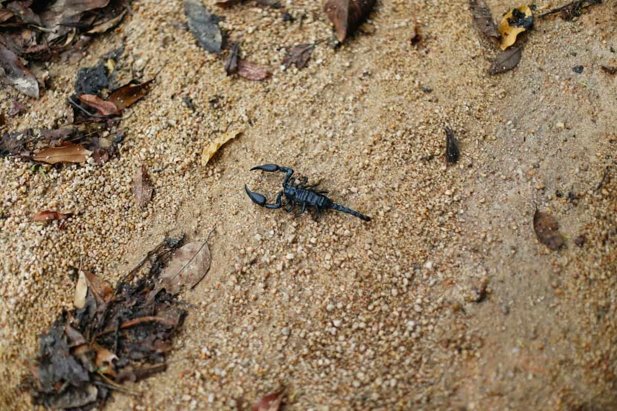 Diese 10 Tiere trotzen der Hitze der Wüste