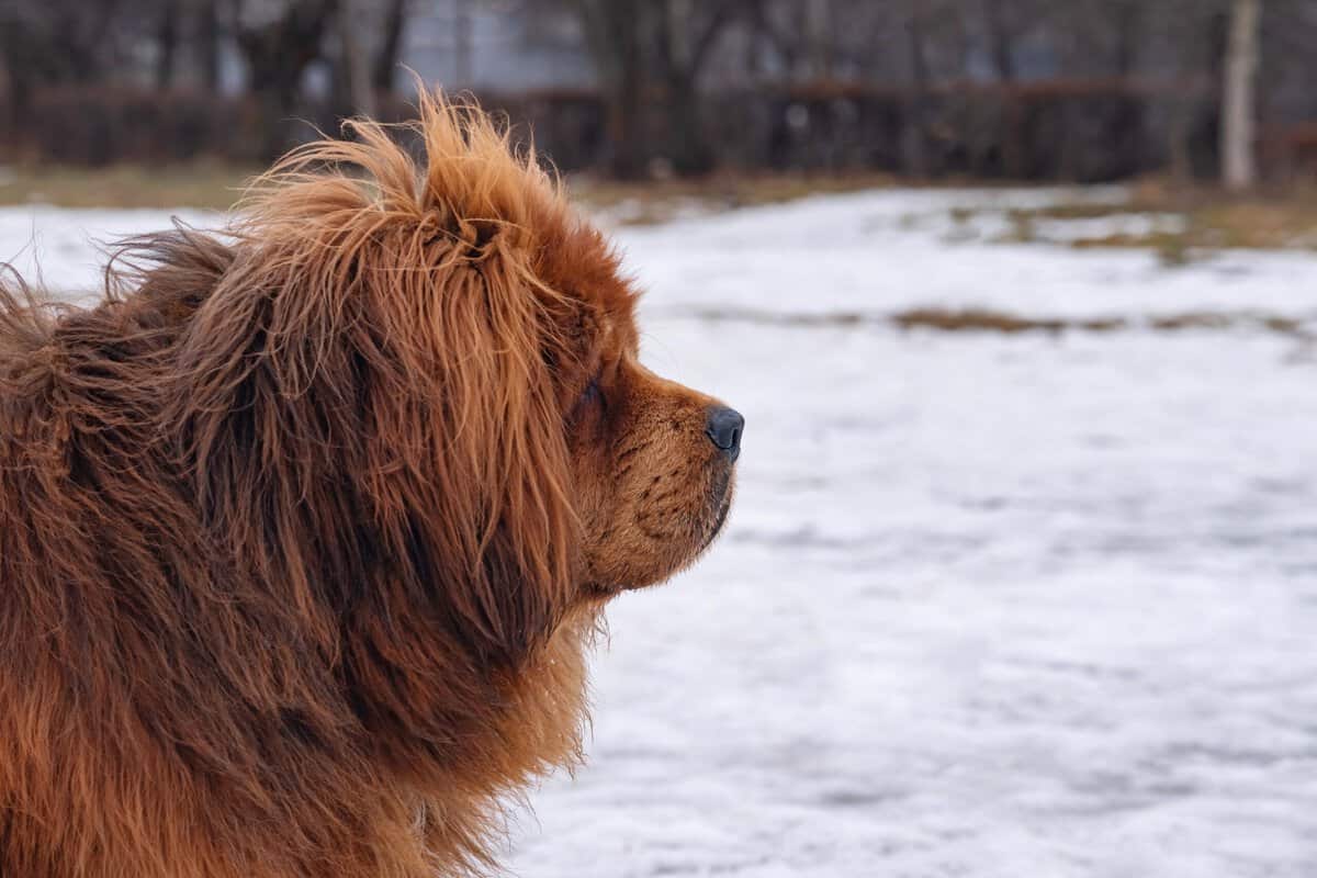 14 Hunderassen, die oft verwechselt werden – können Sie sie unterscheiden?