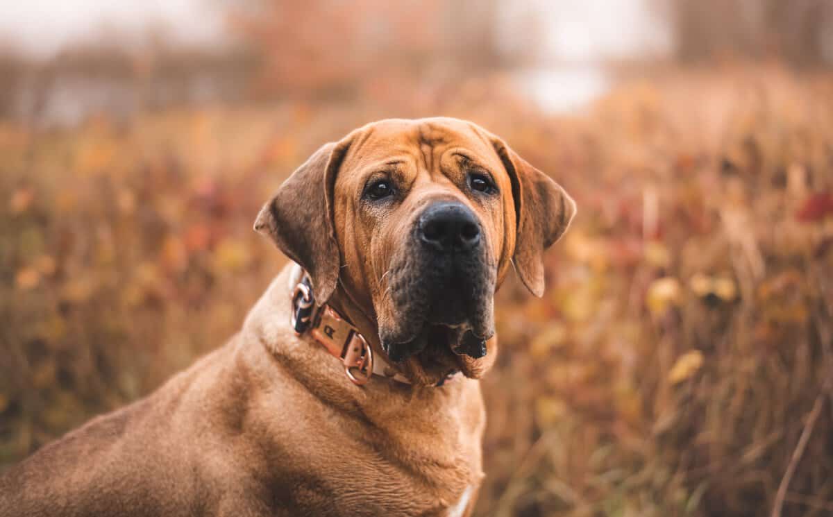 17 menschliche Verhaltensweisen, die Ihren Hund frustrieren