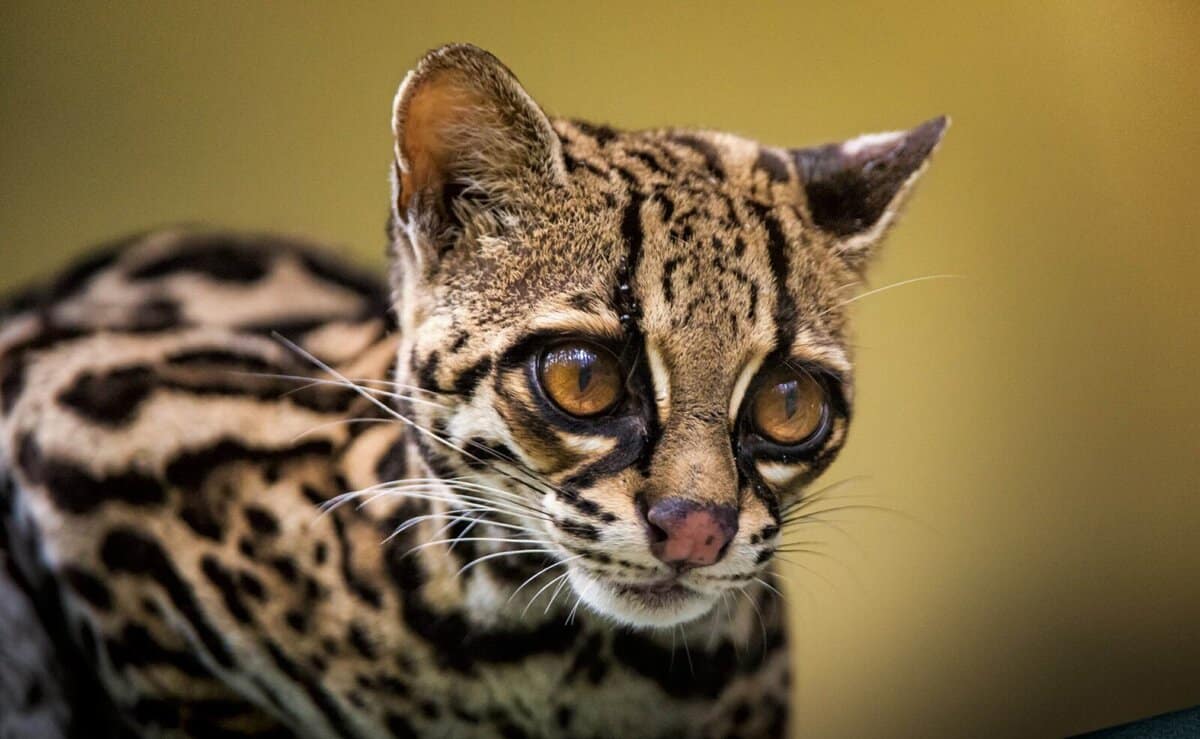 7 Meister der Täuschung im Tierreich auf Beutezug