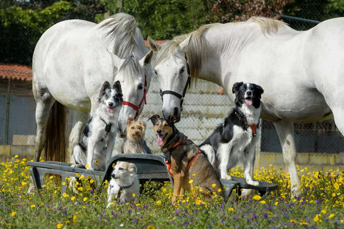 16 Ranchhundrassen, die für ihren Grit und ihre Loyalität bekannt sind