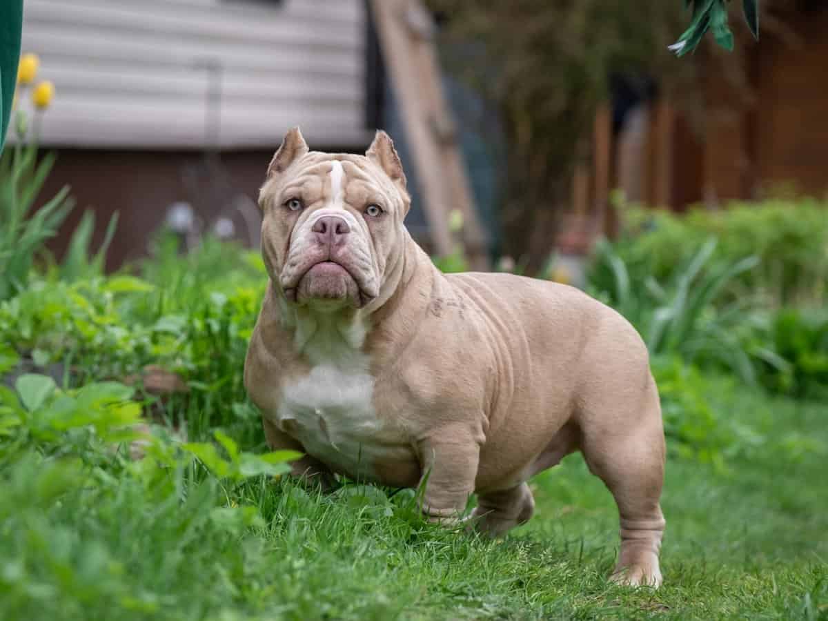 15 Umstrittene Hunderassen, die an vielen Orten verboten sind