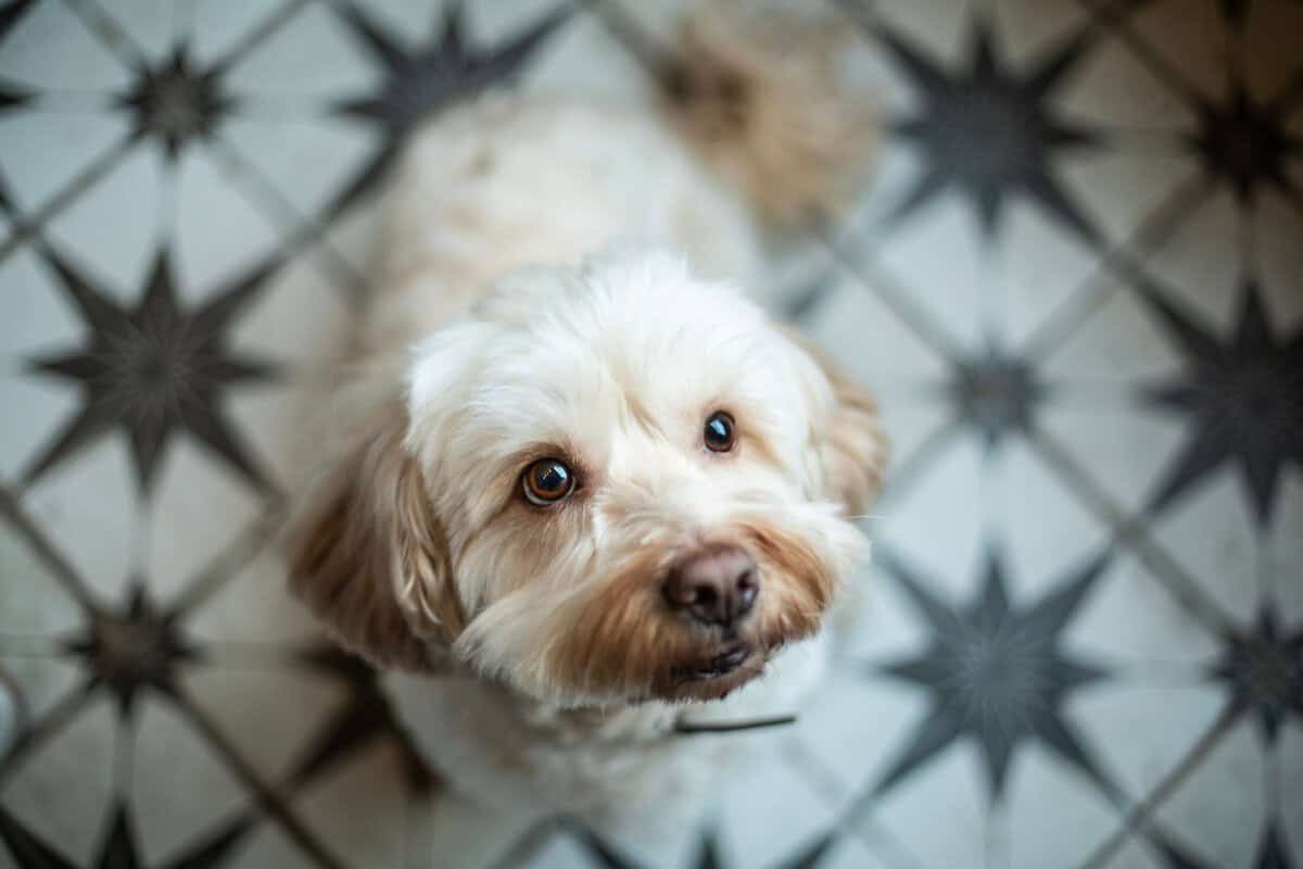 Klein in der Größe, riesig im Charakter – 13 Winzige Hunde mit enormen Persönlichkeiten