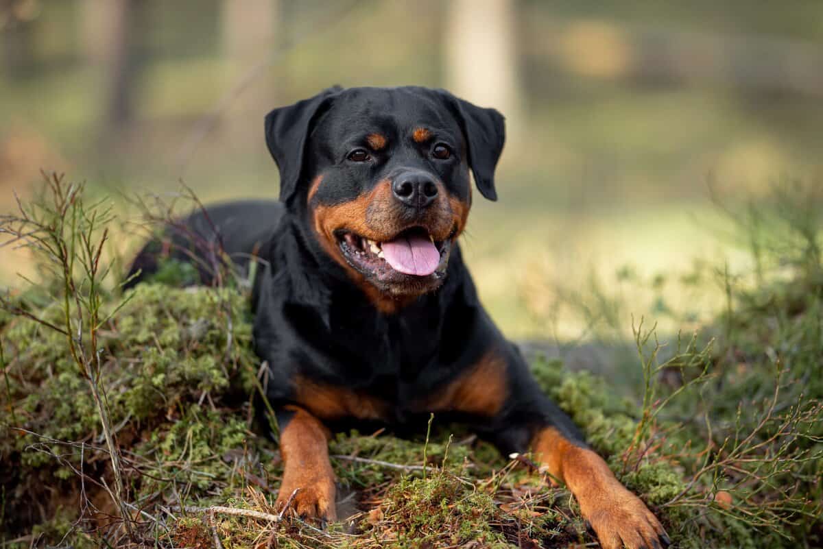 Erwägen Sie einen Rottweiler? Hier sind 9 Gründe, sie zu bewundern – und 9 Faktoren, an die Sie zuerst denken sollten
