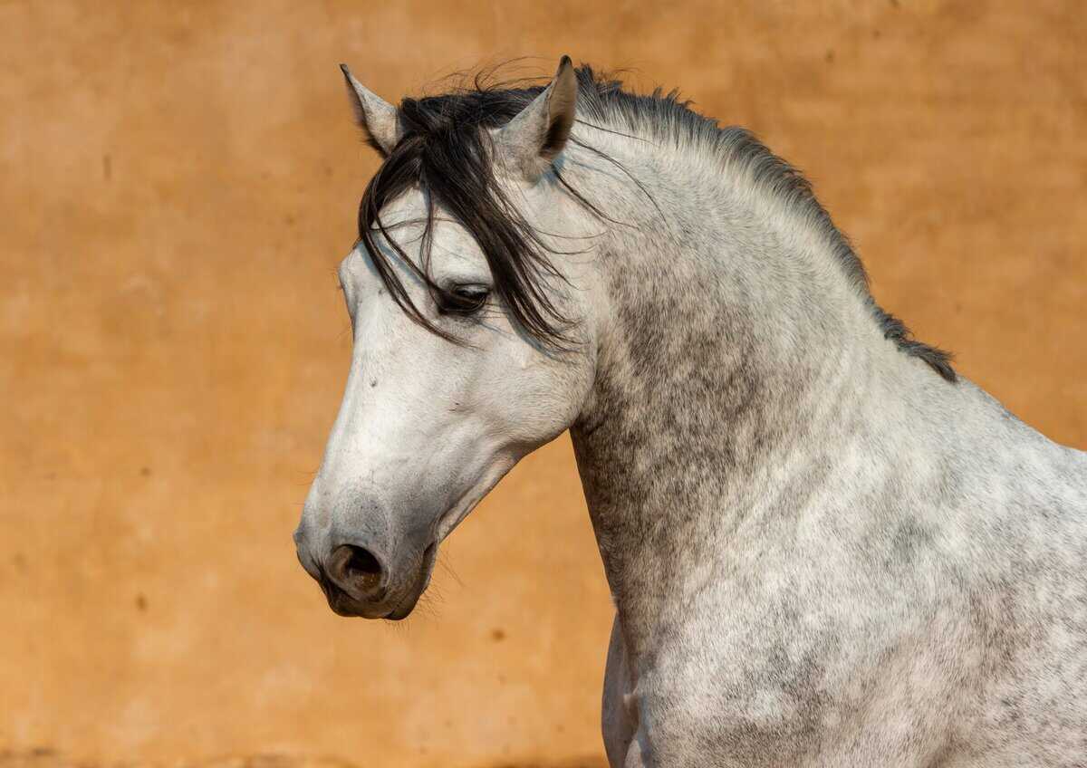 16 Weitverbreitete Irrtümer über Pferde – und 5 Fakten, die endlich Klarheit schaffen