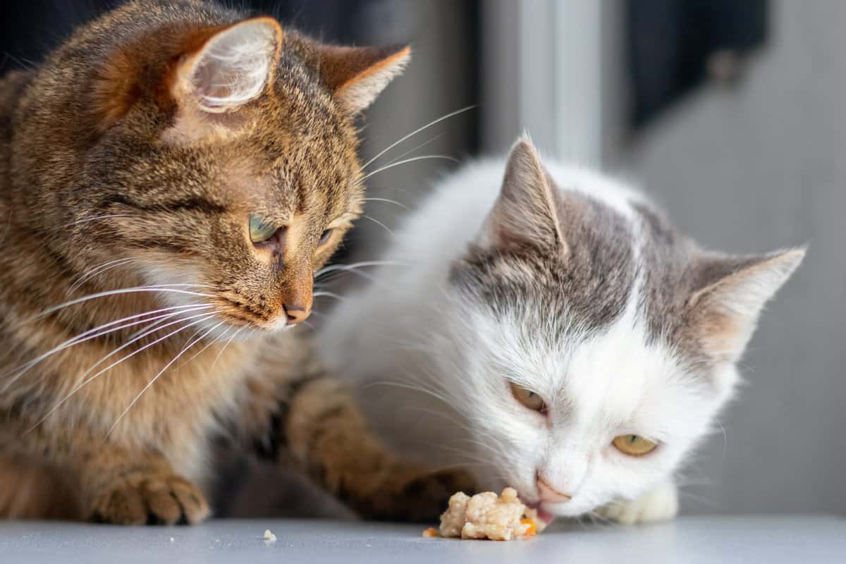 Die 27 besten und schlechtesten Lebensmittel für Katzen, die jeder Besitzer kennen sollte