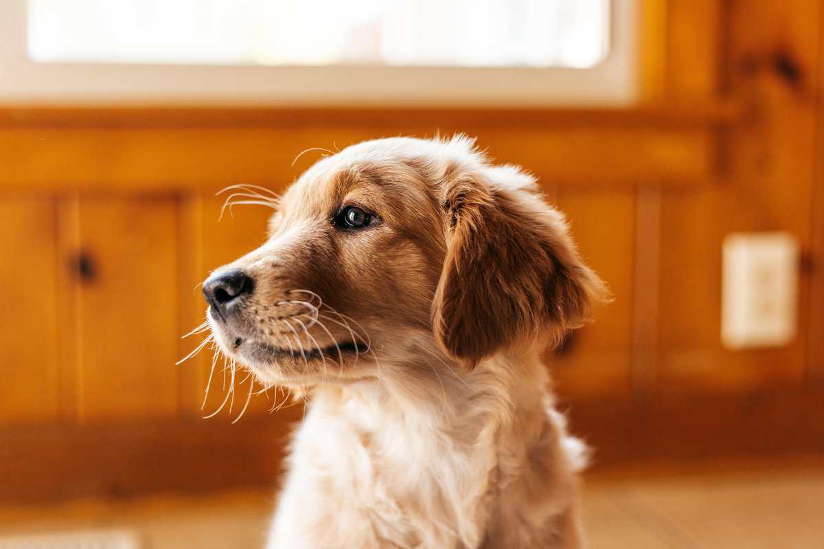 Diese 18 Hunde vertragen Hitze schlecht – Rassen, die schnell überhitzen