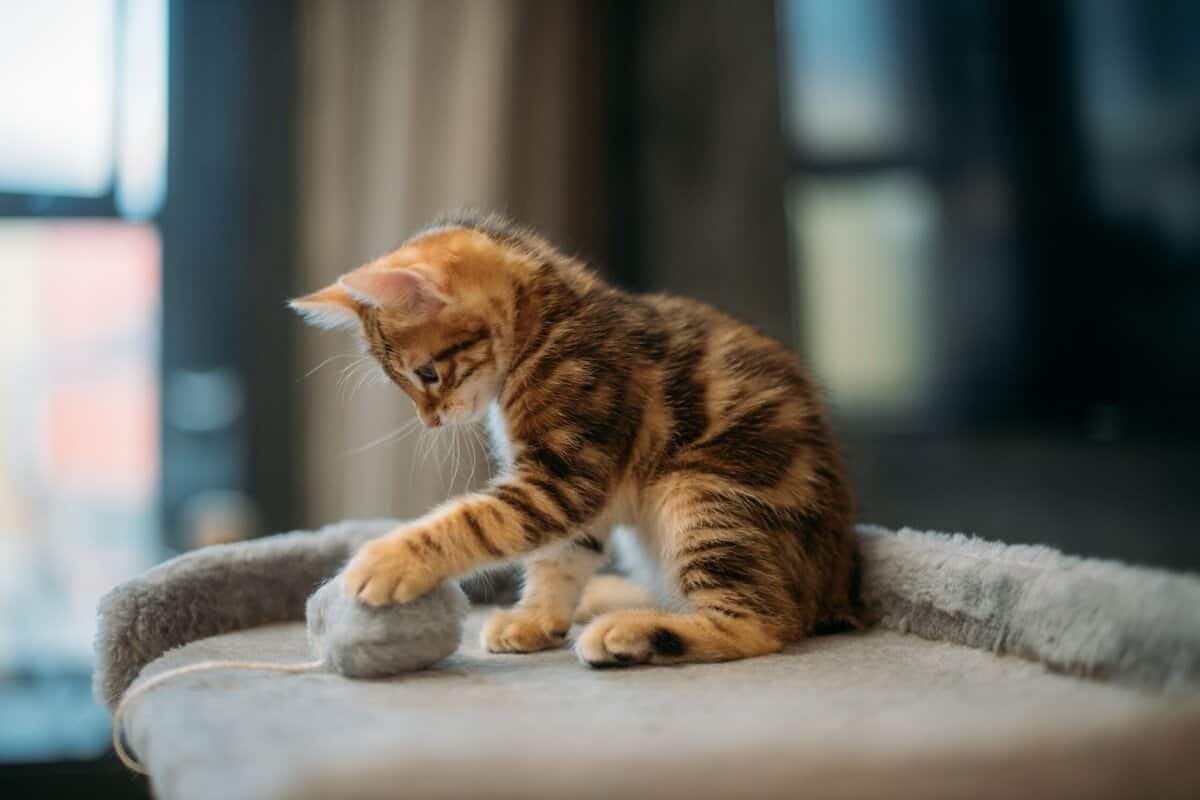 21 Bewährte Strategien, um ein neues Kätzchen erfolgreich in Ihre Katzenfamilie einzugliedern