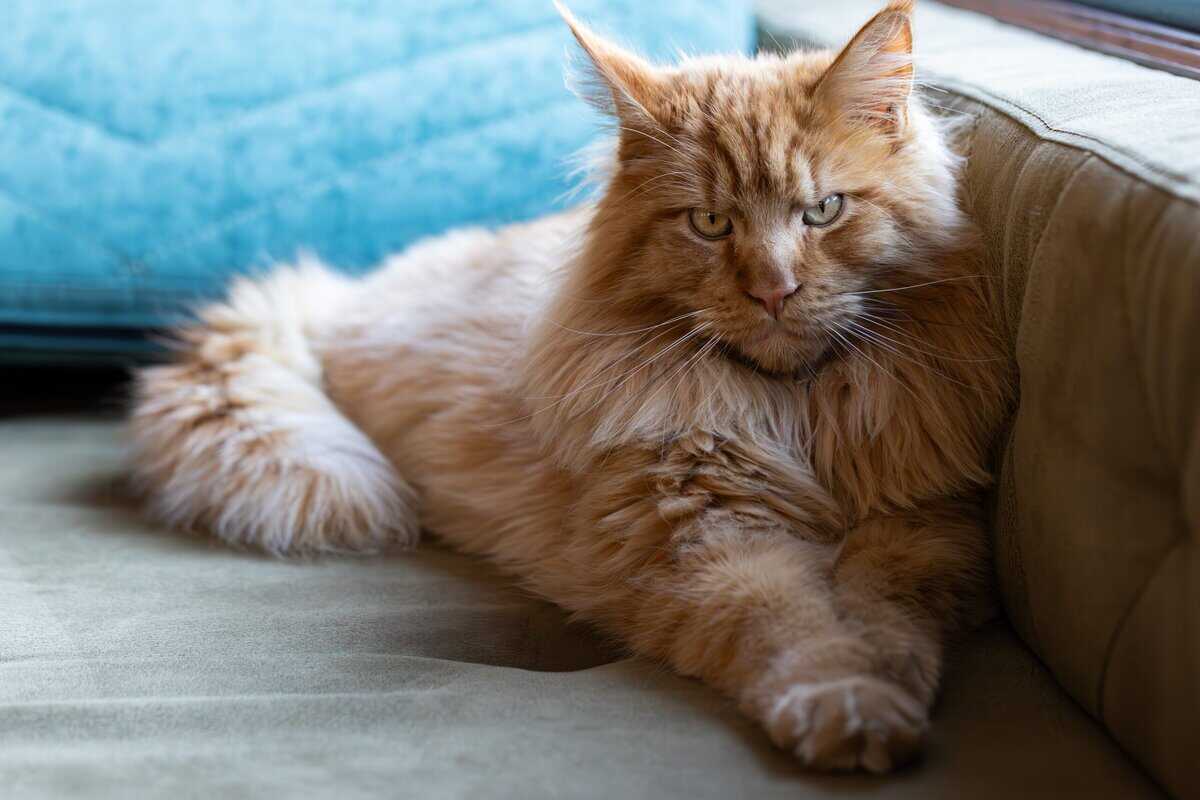 Bevor Sie eine Maine Coon holen: 17 Dinge, die viele erst später erfahren