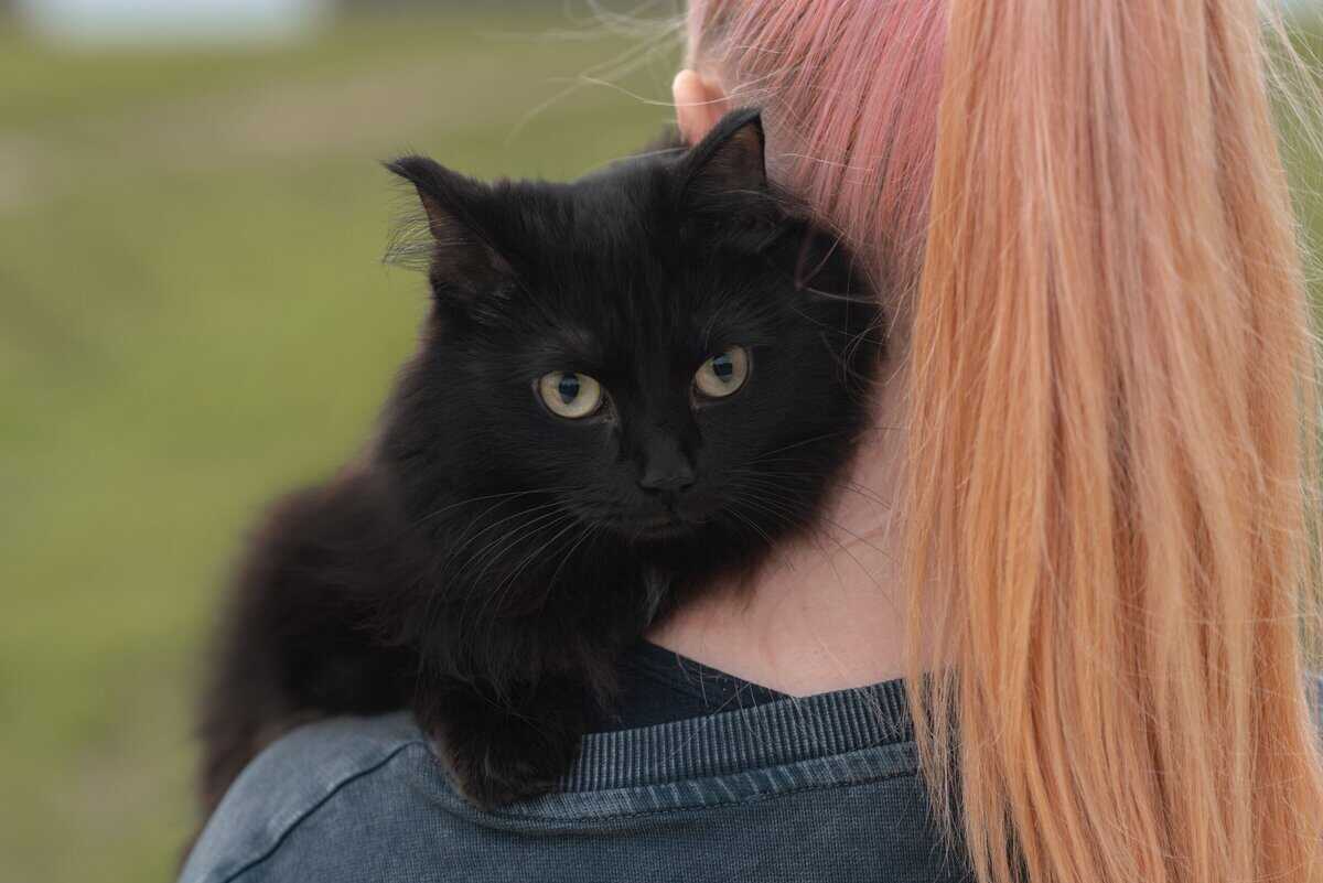 11 Einfache Strategien, damit Ihre Katze weniger Haarballen entwickelt