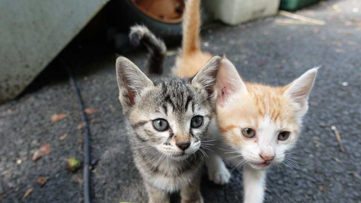Abenteuer ohne Risiko: 16 Tipps, um Ihre Freigängerkatze bestmöglich zu schützen