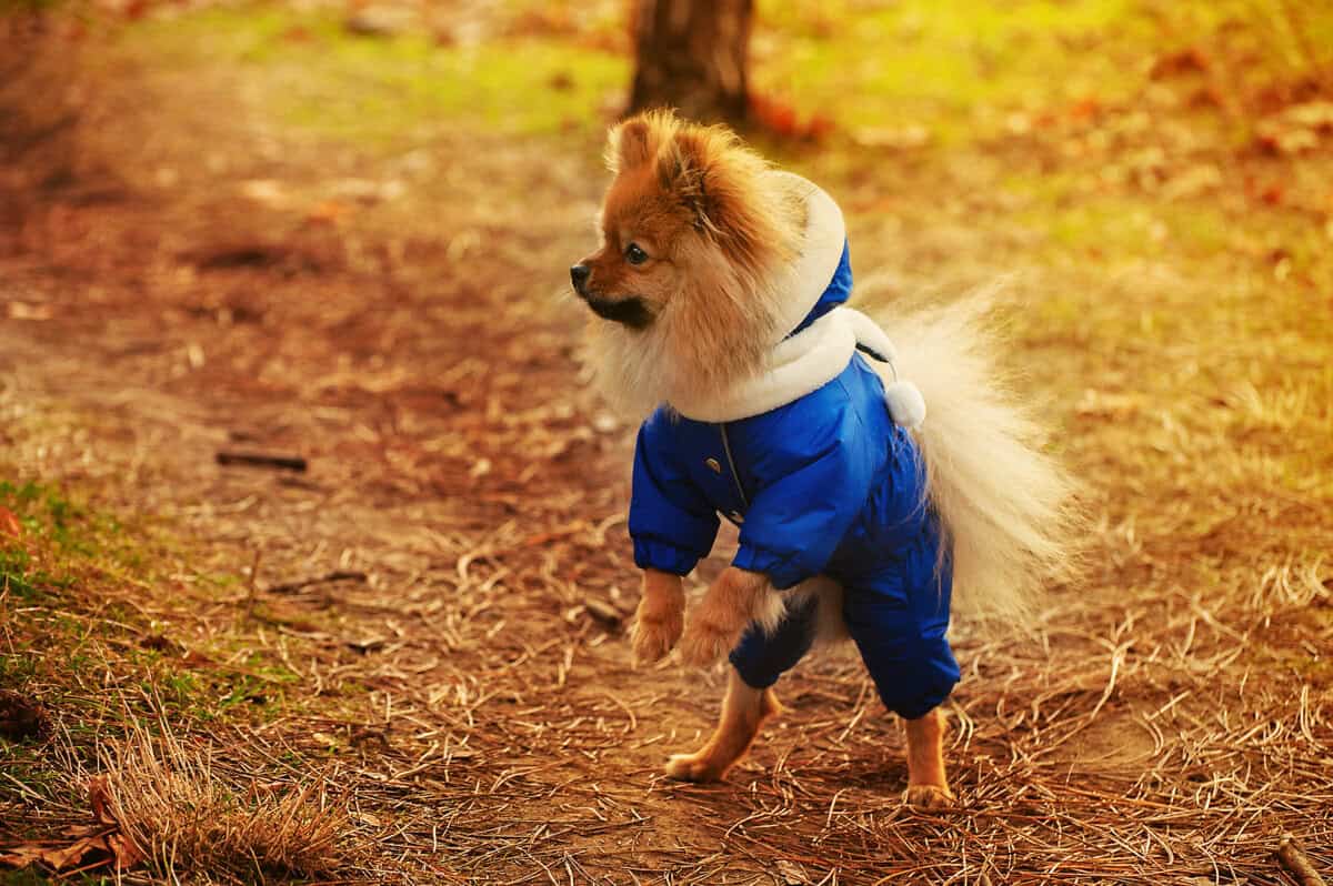 12 Harte Wahrheiten, die faule Menschen kennen müssen, bevor sie sich einen Hund anschaffen